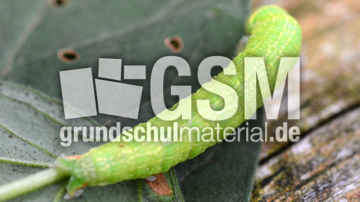 Raupe der Buchen-Kahneule (7).jpg